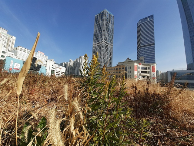 지난 3일 문현금융단지에서 관찰된 양미역취. 개화 시기가 10월께지만 한겨울에도 개화를 했다. 부산그린트러스트 제공