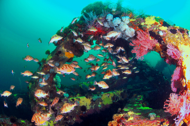 해양수산부는 올해 560억 원을 들여 바다숲 2768만㎡를 조성한다. 조성된 바다숲에 물고기가 몰려들고 있다. 부산일보DB