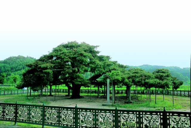 1215평의 대지를 소유해 종합토지소득세를 내는 경북 예천군 석송령 소나무. 현암사 제공