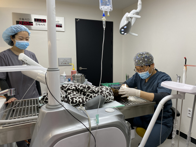 김성언 대표원장이 고양이 치과 진료를 하는 모습. 다솜고양이메디컬센터 제공