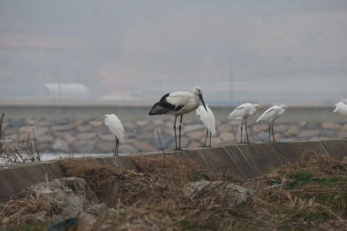 올 겨울 신안군 암태면 한 호수 부근에서 포착된 황새(2019.12.26). 연합뉴스