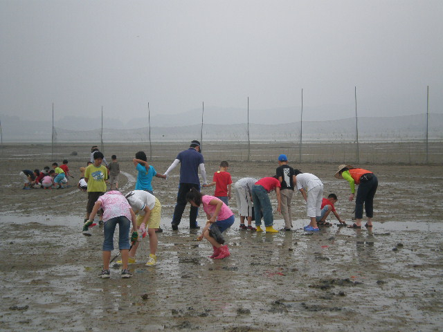 지난해 국가 해양생태계 종합조사 결과 우리나라 갯벌 생물 다양성이 유럽 북해 와덴해 갯벌보다 훨씬 우수한 것으로 나타났다. 사진은 갯벌체험 장면. 해수부 제공