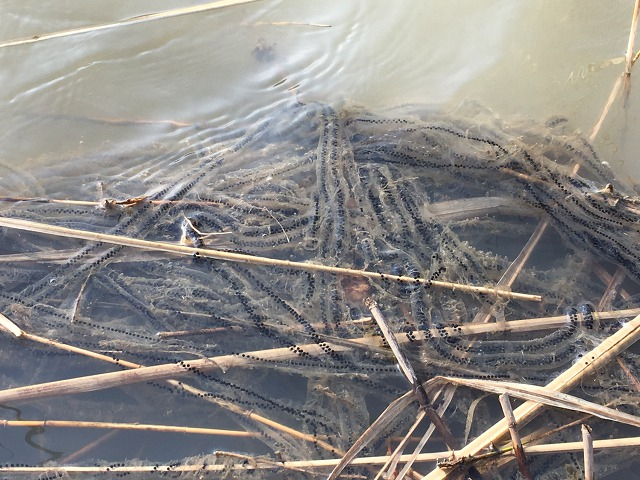 악양 동정호 일원에서 발견되는 두꺼비 알 모습. 하동군 제공