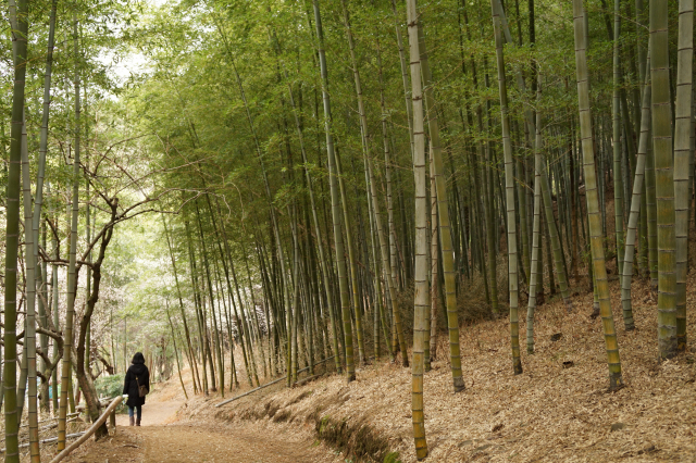 한 여성이 푸른 대나무 사이로 편안한 바람 소리가 들리는 거제맹종죽테마파크를 산책하고 있다.