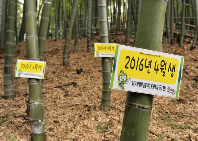거제맹종죽테마파크 ‘죽림욕장’의 대나무에 붙은 식재일 표시판.