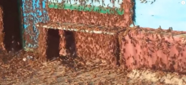 2015년 8월 러시아 남부지역에 참새 만한 메뚜기떼가 습격한 모습. 유튜브 영상 캡처