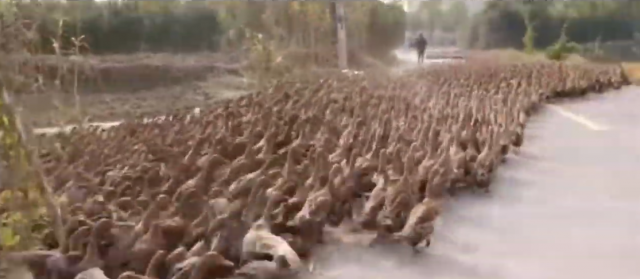 파키스탄 국경 메뚜기떼 소탕 작전에 투입된 중국 ‘오리 십만대군’. 유튜브 영상 캡처