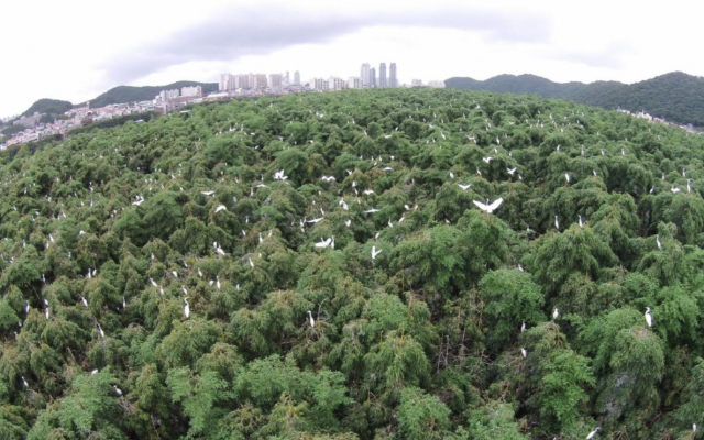 울산 삼호철새공원의 백로 떼. 울산시 제공