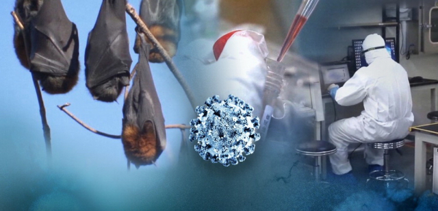 생물학적 다양성이 풍부하고 비교적 수명이 긴 박쥐는 바이러스가 1차 숙주로 삼기에 좋은 조건을 갖추고 있다. 연합뉴스