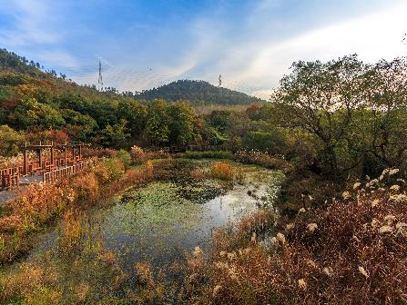 해양수산부와 환경부가 전북 고창군 운곡습지·고창갯벌, 충남 서천군 서천갯벌, 제주 서귀포시 물영아리오름 등 우리나라 습지도시 3곳을 대상으로 람사르협약 사무국에 제2차 람사르습지도시 국제 인증을 신청한다고 12일 밝혔다. 사진은 운곡습지. 해수부 제공