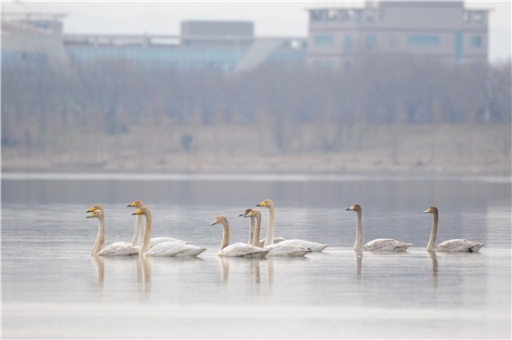 대저대교가 건설될 예정인 낙동강 하구 지역에서 관찰된 고니. 습지와새들의친구 제공