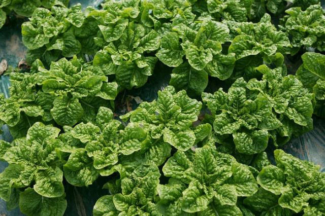 농산물 의무자조금 적용대상이 기존 의무자조금단체에 회원으로 가입한 농수산업자에서 해당 품목 전체 농수산업자로 확대된다. 사진은 친환경 쌈채. 농촌진흥청 제공