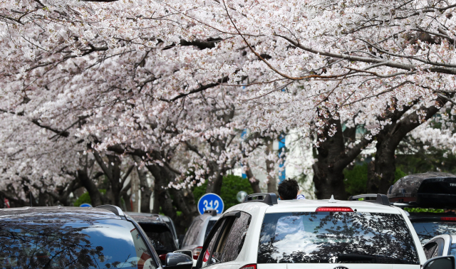 휴일을 맞은 3월 29일 수영구 남천동 일대에 벚꽃이 만개한 가운데 자동차를 타고 지나던 어란이가 창문 넘어로 벚꽃을 구경하고 있다. 윤민호 프리랜서 yunmino@