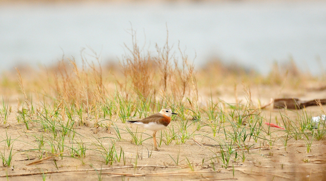 지난 28일 낙동강 하구에서 관찰된 큰물떼새. 습지와새들의친구 제공