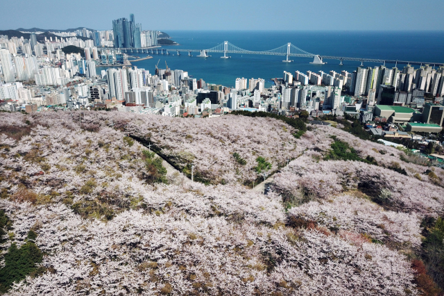 부산 금련산 자락에 벚꽃이 만개해 장관을 이루고 있다. 부산일보DB
