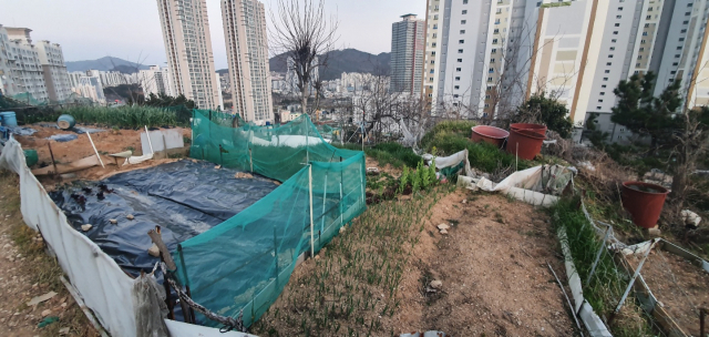 8일 오후 5시께 부산 부산진구 부암동의 한 재개발 예정 부지. 이곳은 주거지 바로 옆에 있지만 수년간 방치되면서 쓰레기 무단 투기와 불법 경작지로 몸살을 앓았다.