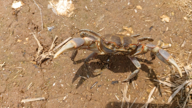 통영시 용남면 하천에서 발견된 너비 3.5cm 크기의 수컷 갯게. 통영거제환경운동연합 제공