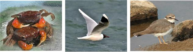 왼쪽부터 붉은발말똥게, 검은머리갈매기, 희목물떼새. 마산지방해양수산청 제공