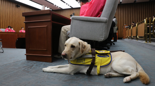 시각장애 피아니스트인 미래한국당 김예지 후보의 안내견 조이가 1일 오전 서울 여의도 국회에서 열린 미래한국당 선거대책회의에 자리하고 있다. 연합뉴스
