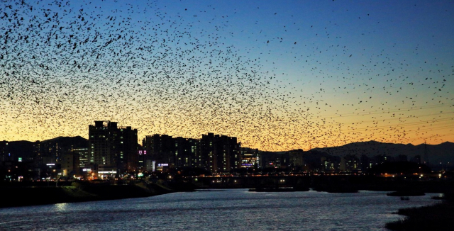 울산 태화강 일대의 떼까마귀 군무. 울산시 제공