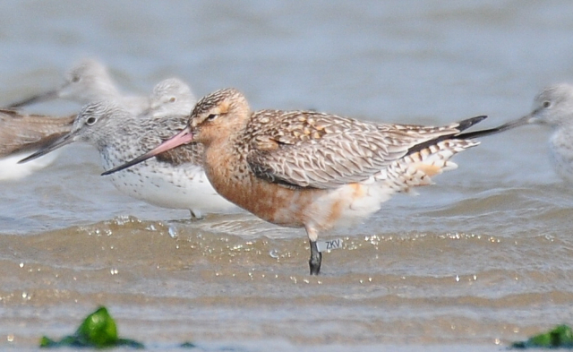 습지와새들의친구가 지난 25일 부산 낙동강 하구 문화재보호구역에서 발견한 큰뒷부리도요. 습지와새들의친구 제공