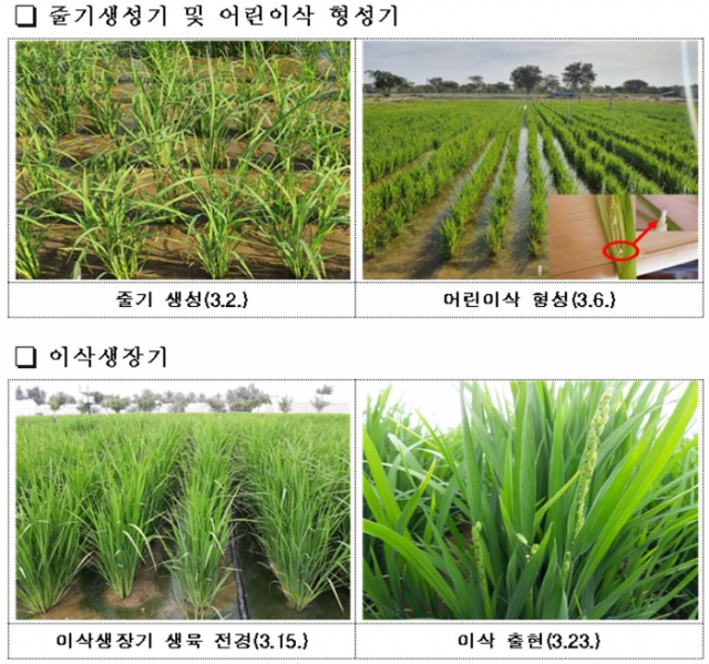 생장 단계별 생육 현황.