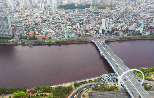 1일 부산 수영강 일대가 수온 상승에 의한 크립토모나스(갈색 편모조류)의 대량 번식으로 적조 현상이 발생해 붉은 빛을 띠고 있다. 정종회 기자 jjh@