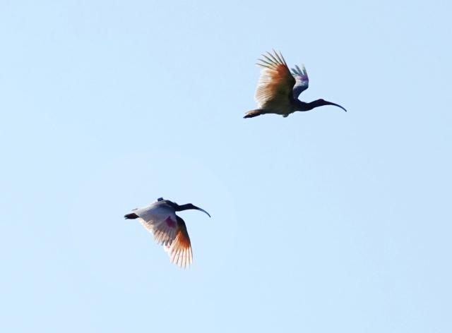 경남 창녕 우포늪 따오기의 모습. 창녕군 제공