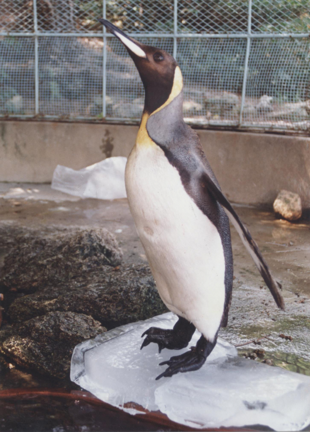 2014년 12월 25일 세상을 떠난 동래동물원의 황제 펭귄 생전 모습이에요. 부산일보DB