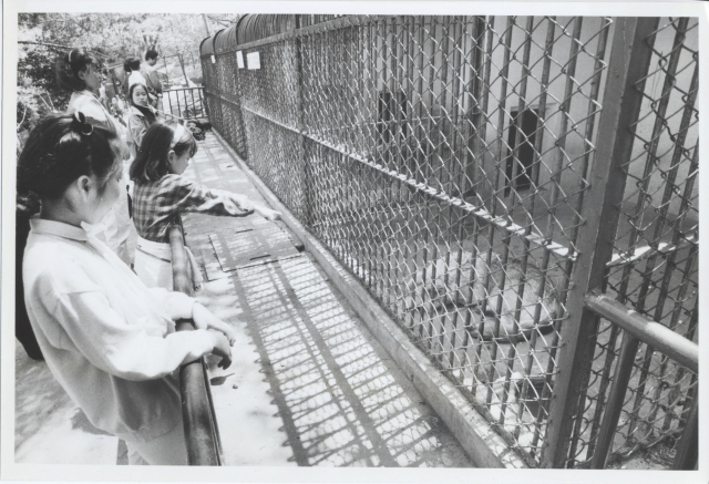 1992년 4월 19일에 찍힌 성지곡동물원 사진입니다. 아이들이 늑대를 구경하고 있어요. 부산일보DB