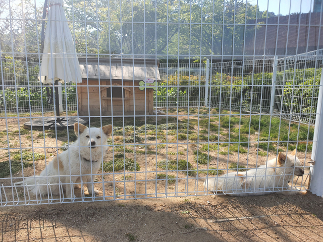 오거돈 전 부산시장 부부가 관사에서 키우던 반려견 ‘핫’과 ‘루비’.