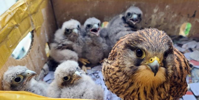 경남 진주시 명석면 한 아파트 9층 하철원 씨 집에 둥지를 튼 천연기념물 323-8호 황조롱이와 황조롱이가 낳은 새끼 5마리. 연합뉴스