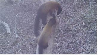 지리산에서 사냥하는 모습이 포착된 담비. 지리산국립공원사무소 제공