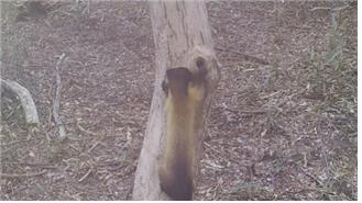 지리산에서 사냥하는 모습이 포착된 담비. 지리산국립공원사무소 제공