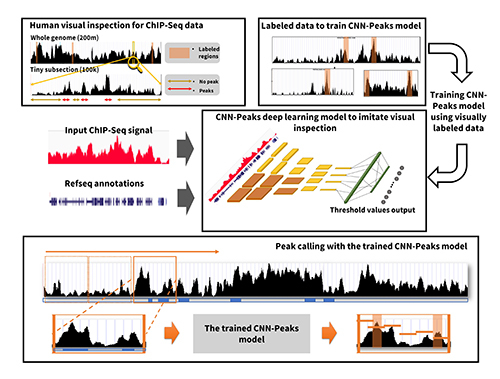 [그림] 개념도: 딥러닝 모델이 인간 연구자의 암 유전체 데이터 분석 결과 데이터를 학습하고, 학습된 딥러닝 모델이 학습되지 않은 새로운 암 유전체 데이터에 대해 암 발생 기전이 될 수 있는 기능적 영역을 탐색하는 과정. 부산대학교 송길태 교수 연구팀 제공.
