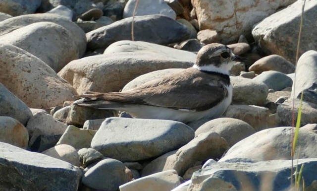 울산 태화강 자갈밭에서 알을 품고 있는 흰목물떼새. 울산시 제공