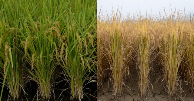 왼쪽은 자포니카 벼로 잎과 아삭의 노화가 느리고 벼알 등숙률은 높다. 오른쪽은 인디카 벼로 노화는 빠르고 벼알 등숙률은 낮다. 농진청 제공