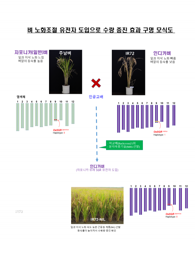 벼 노화조절 유전자 도입으로 수량 증진 효과 구명 모식도. 기초과학연구원(IBS) 제공