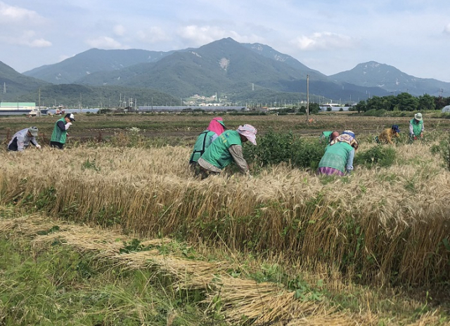 경제개발협력기구(OECD)를 기준으로 한국 농지는 매우 높은 수준의 양분과잉 상태라는 보고서가 나왔다. 사진은 경남 사천시 일대 농지.(사진은 특정기사와 관련없음) 부산일보 DB