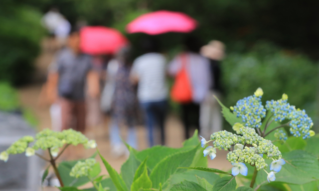 이른 장마가 시작된 10일 오전 제주 서귀포시 표선면 가시리 사려니숲길에서 관광객들이 우산을 쓰고 산책하고 있다. 연합뉴스