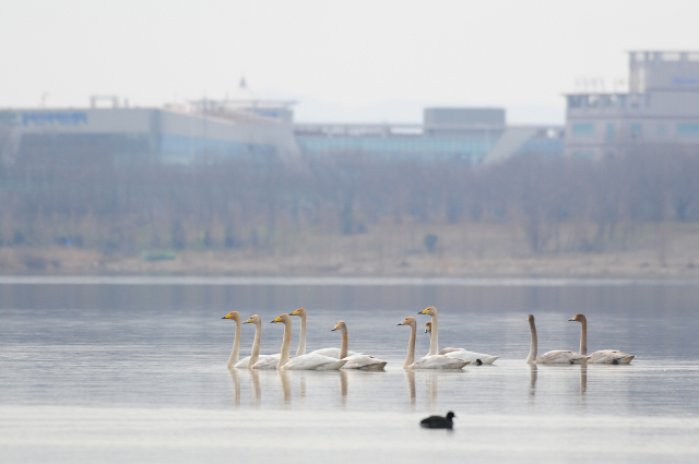 대저대교가 들어설 예정인 낙동강에서 큰고니들이 포착된 모습. 부산시 환경영향평가서 일부가 거짓 작성됐다는 결론이 나오면서 올해 말 예정된 대저대교 착공은 사실상 어려워졌다는 전망이 나온다. 습지와새들의친구 제공
