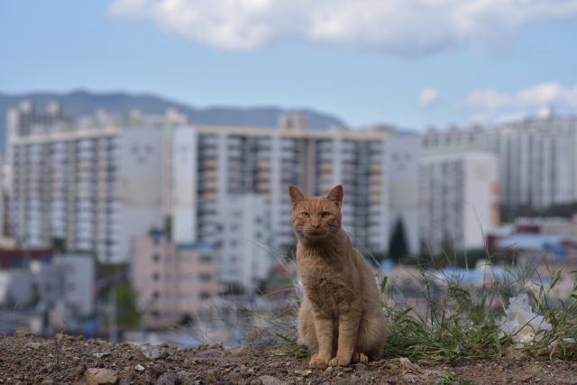 아파트 단지를 배경으로 찍힌 고양이의 모습이 쓸쓸해 보인다. 최명환 씨 제공
