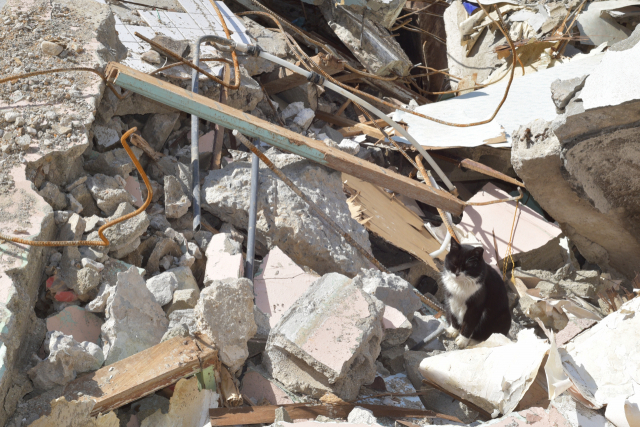 길고양이에게 재개발지역은 전쟁터와 다름없다. 최명환 씨 제공