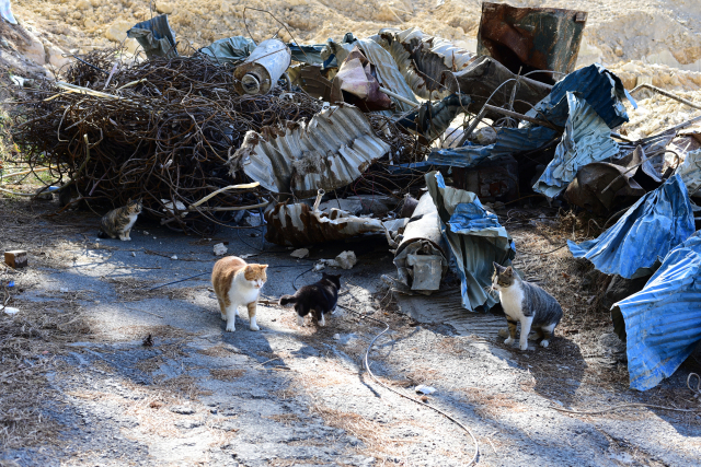 뾰족한 함석지붕과 철삿줄이 뒤엉킨 위험한 곳에서 고양이들이 놀고 있다. 최명환 씨 제공