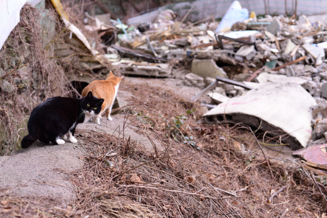 부산에서 재개발사업을 하려면 길고양이에 대한 안전이 확보되어야 한다. 최명환 씨 제공
