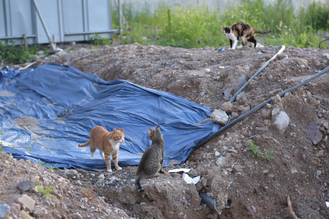 재개발지역 공사장에서 새끼 고양이들이 놀고 있다. 최명환 씨 제공