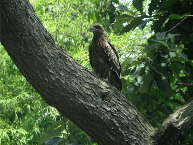 부산 남구 이기대자연공원에서 발견된 멸종위기 2급 솔개. 2020 부산생물다양성탐사 조직위원회 제공