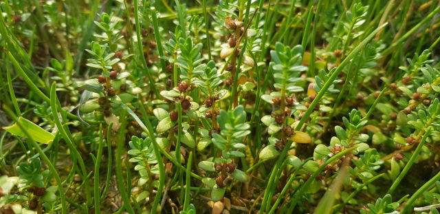 부산 남구 이기대자연공원에서 발견된 멸종위기 2급 갯봄맞이꽃. 2020 부산생물다양성탐사 조직위원회 제공