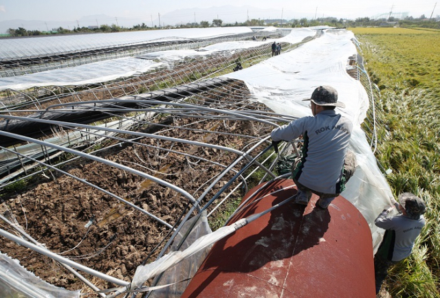 태풍이 오면 비닐하우스 비닐이 찢어지거나 벗겨져 날아가는 피해가 가장 많다. 농촌진흥청은 여름철을 맞아 태풍을 대비할 수 있는 비닐하우스 관리요령을 발표했다. 사진은 지난해 부산 강서구 강동동의 한 농가가 태풍으로 비닐하우스 피해를 입은 모습. 부산일보 DB