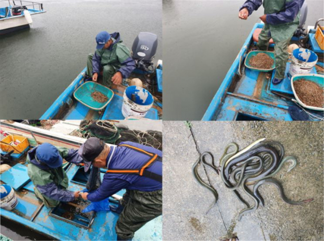 지난 13일 낙동강하구기수생태계복원협의회 등이 하굿둑 상부 3.9km, 7.8km 지점에서 뱀장어를 채집하는 모습. 이날 총 15마리의 뱀장어가 잡혔다. 낙동강하구기수생태계복원협의회 제공